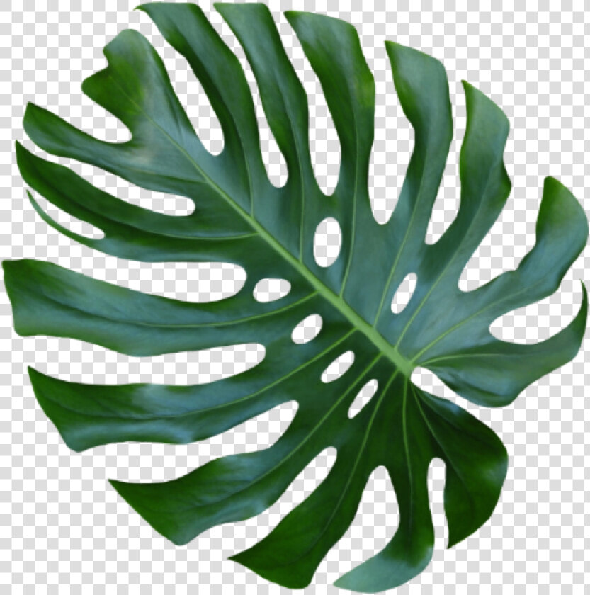 Monstera Leaf Png   Png Download   Monstera Deliciosa  Transparent PngTransparent PNG