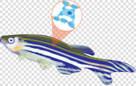 04 25 19 Hs Zebra Fish A Chen   Marine Mammal  HD Png DownloadTransparent PNG