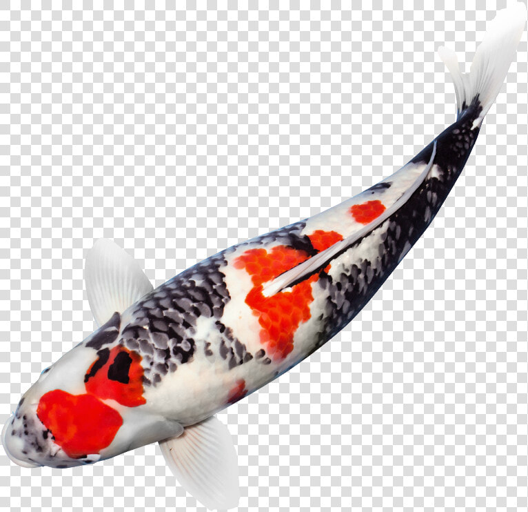 Japanese Koi Fish Png   Png Download   Koi Fish Transparent Background  Png DownloadTransparent PNG