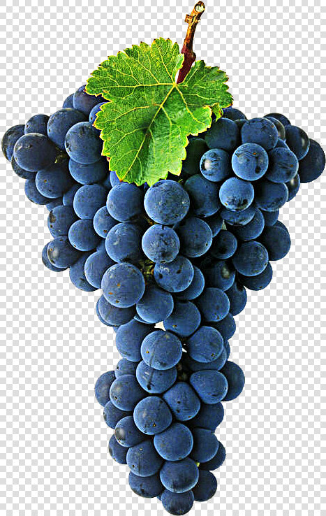 Grape Transparent Wine   Cabernet Sauvignon Png  Png DownloadTransparent PNG