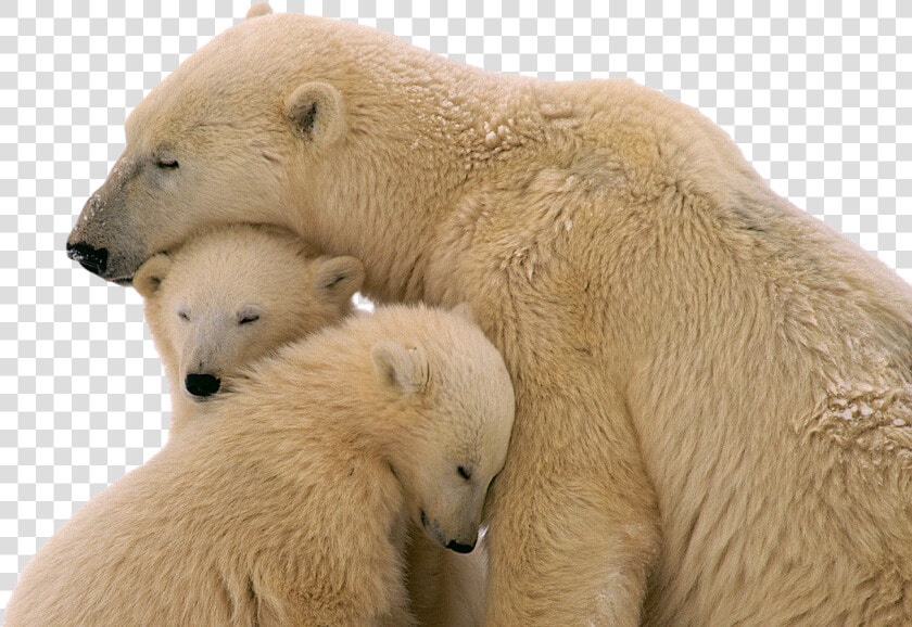 Snow Bear Png Image   Polar Bear With Baby Png  Transparent PngTransparent PNG