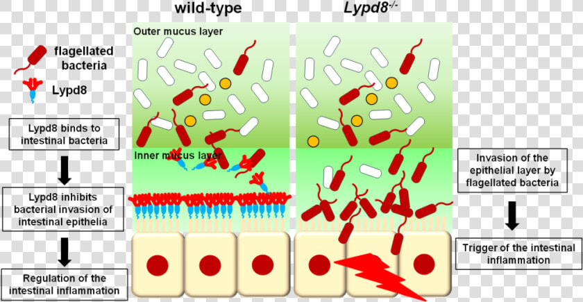 Revealed Mechanism For Inhibiting Bacterial Invasion   Ly6 Plaur Domain Containing 8 Protein  HD Png DownloadTransparent PNG