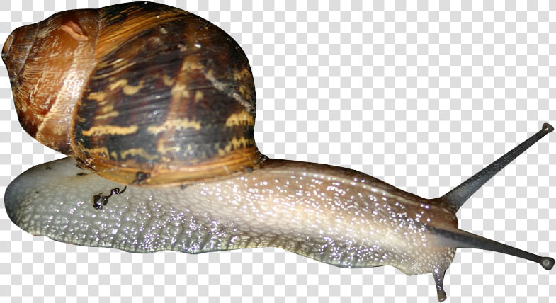 Snail Png   Garden Snail Png  Transparent PngTransparent PNG