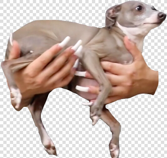 Kermit Jenna Marbles Transparent  HD Png DownloadTransparent PNG