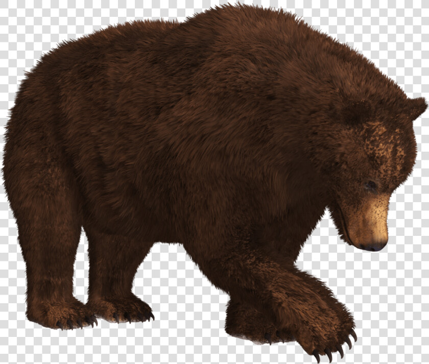 Searching Bear Transparent Png   Bear Png  Png DownloadTransparent PNG