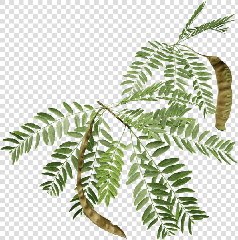 Azadirachta indica   Honey Locust Leaf  HD Png DownloadTransparent PNG