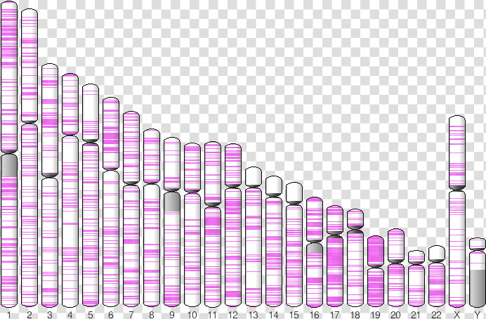 Plot Of Integration Sites On Chromosomes  HD Png DownloadTransparent PNG