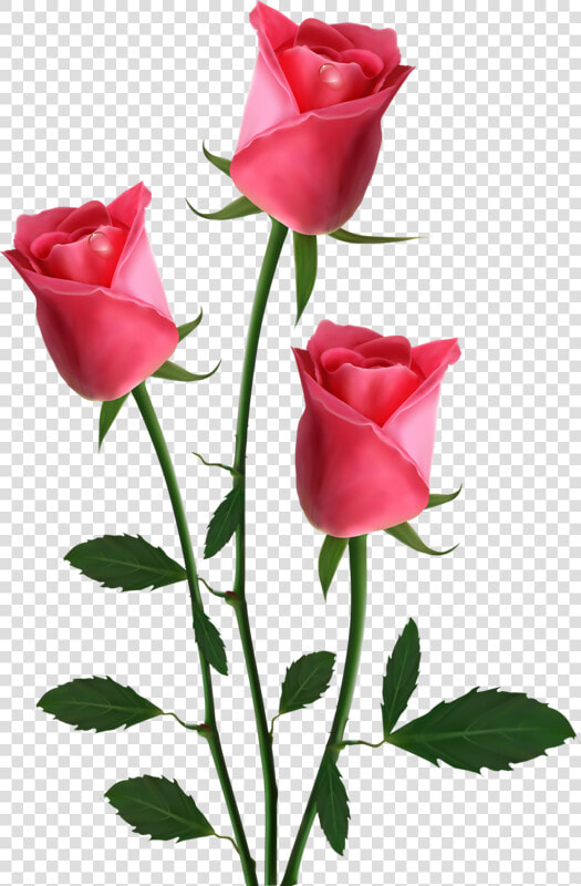 Transparent Background Pink Roses Clipart   Beautiful Roses Hd Png  Png DownloadTransparent PNG