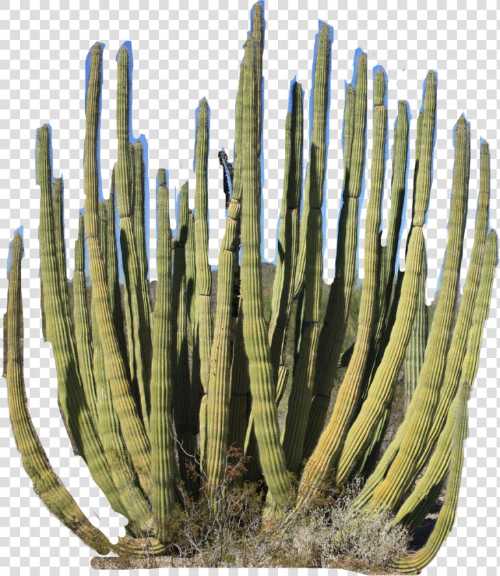  desert  plant  cactus  freetoedit   Cepillo Sabio Desierto De Sonora  HD Png DownloadTransparent PNG