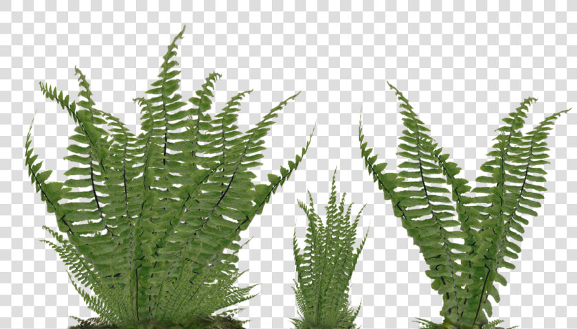 Fern Foliage Png Stock Photo 2081 Assorted Ground By   Ferns Png  Transparent PngTransparent PNG