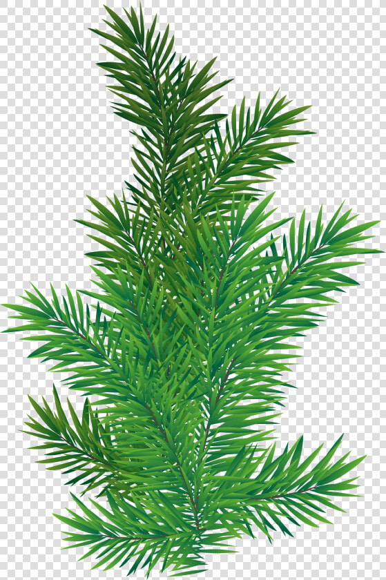 Pine Branch Png Picture Transparent Background   Pine Tree Branch Png  Png DownloadTransparent PNG