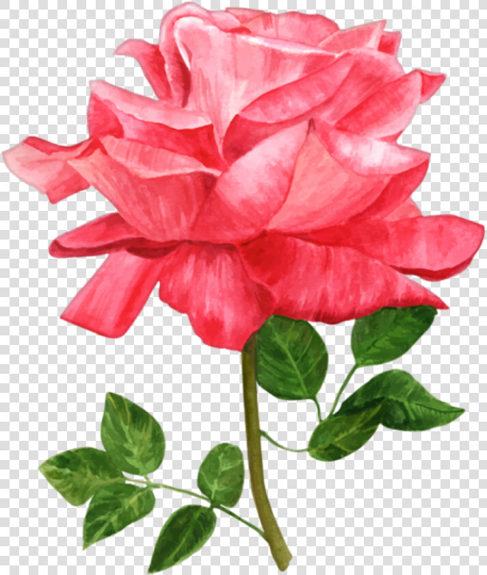 Rosa Vermelha   Rose Water Color Png  Transparent PngTransparent PNG