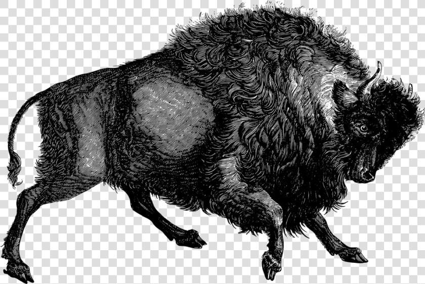 Buffalo  Bison  Animal  Vintage  Line Art  Retro   Old Bull Illustrations  HD Png DownloadTransparent PNG