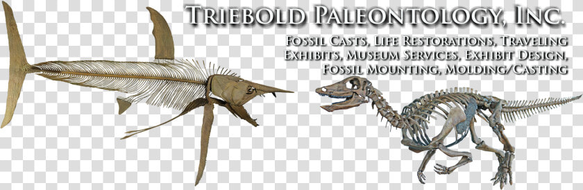 We Have Been Supplying The World S Museums With Fossils   Protosphyraena Perniciosa  HD Png DownloadTransparent PNG