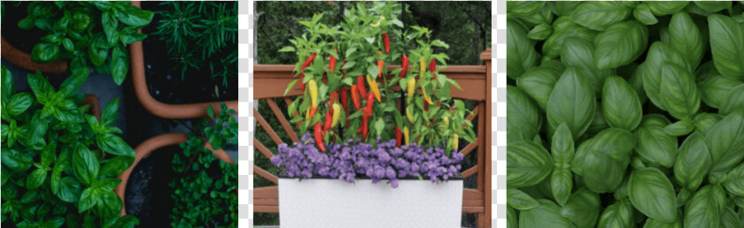 Container Gardening   Cherry Tomatoes  HD Png DownloadTransparent PNG