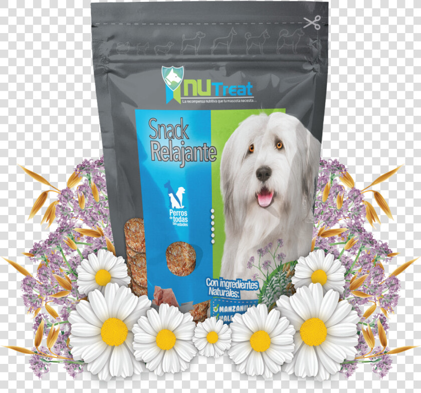 Coton De Tulear  HD Png DownloadTransparent PNG