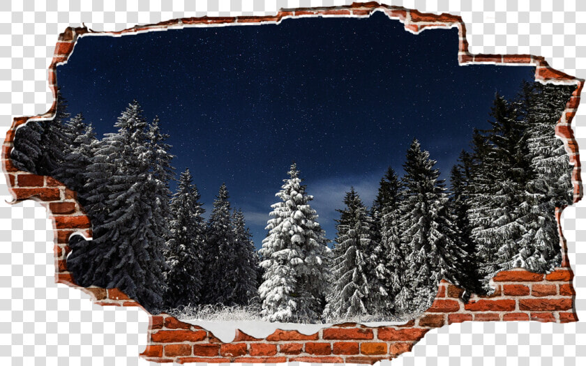 Zapwalls Decals Evergreen Snowy Trees Dark Night Breaking   Snow  HD Png DownloadTransparent PNG