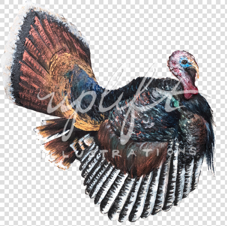 Turkey   Wild Turkey  HD Png DownloadTransparent PNG