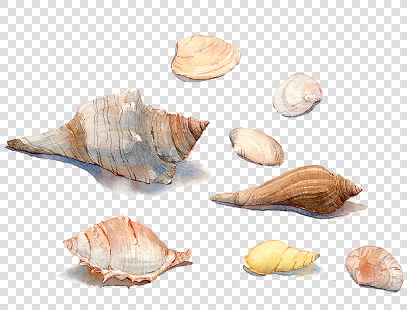 Painting Sea Snail Conchology   Watercolor Seashells Painting  HD Png DownloadTransparent PNG