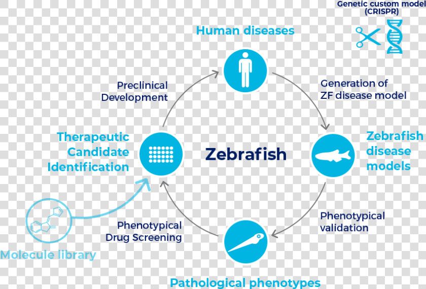 Human Diseases Modeling  HD Png DownloadTransparent PNG