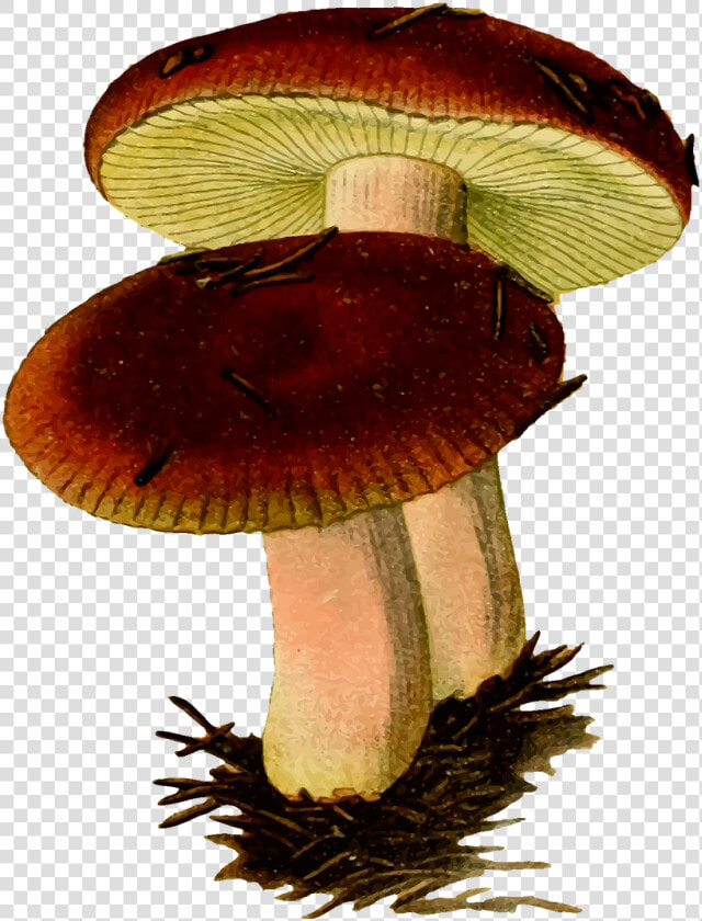 Fungi Clipart  HD Png DownloadTransparent PNG