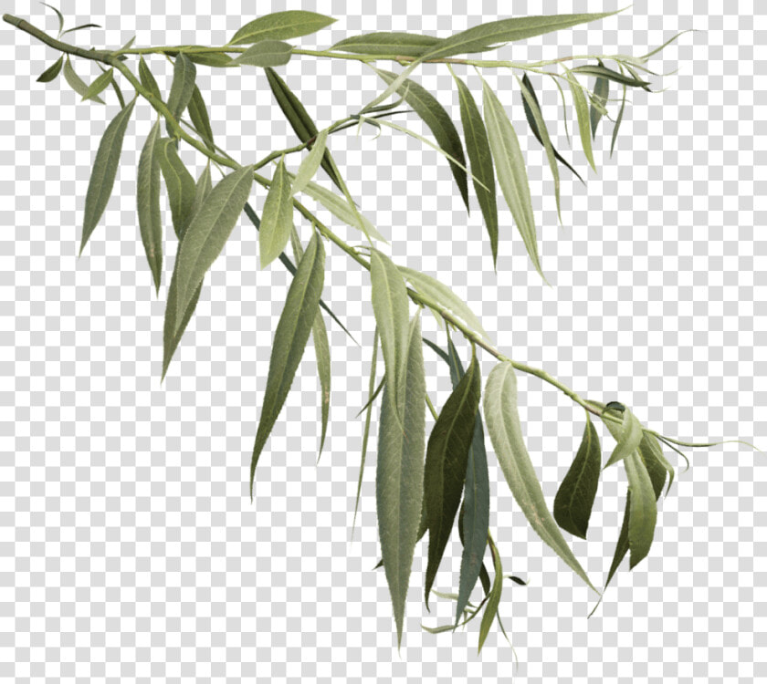 Weeping Willow Branch   Png Download   Willow Tree  Transparent PngTransparent PNG