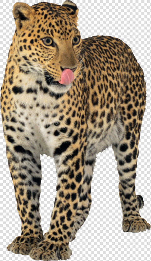 Jaguar Png Images Free   Jaguar Png Transparent  Png DownloadTransparent PNG