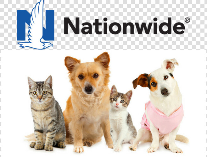 Nationwide Pet Insurance Review   Cat And Dogs Group Photo White Background  HD Png DownloadTransparent PNG