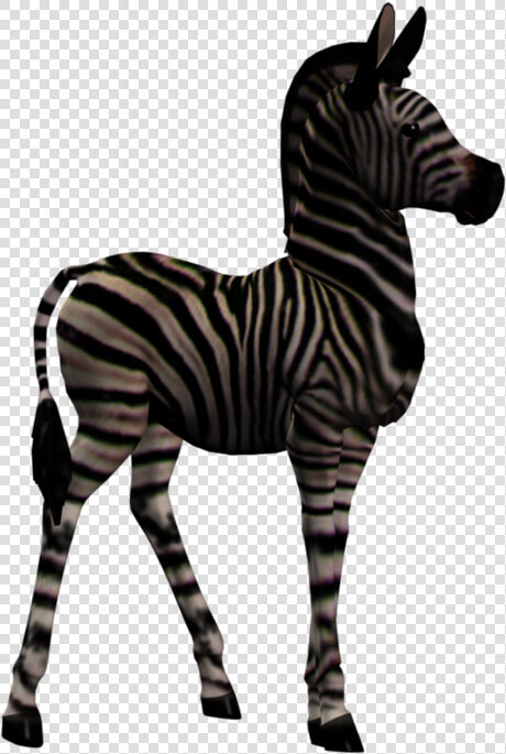 Quagga  HD Png DownloadTransparent PNG