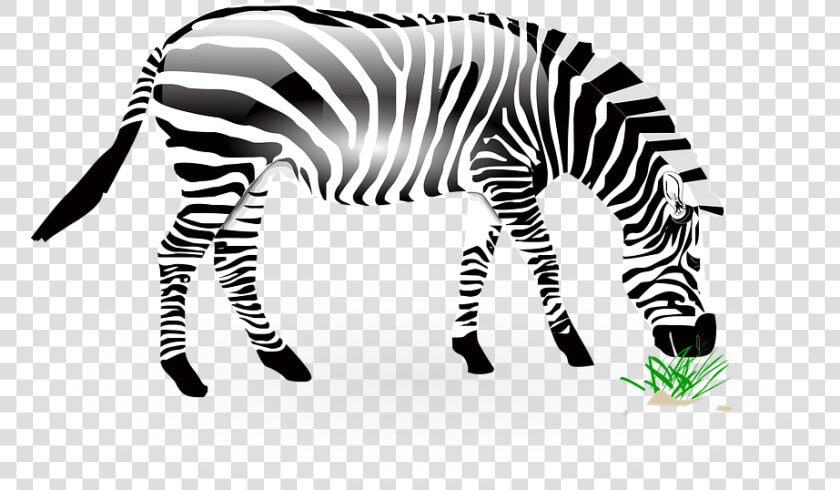 Animal  Zebra  Wild  Wildlife  Nature  Zoo  Africa   ม้าลาย Png  Transparent PngTransparent PNG