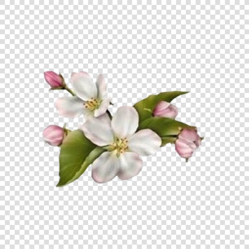 Dogwood Flower No Background  HD Png DownloadTransparent PNG