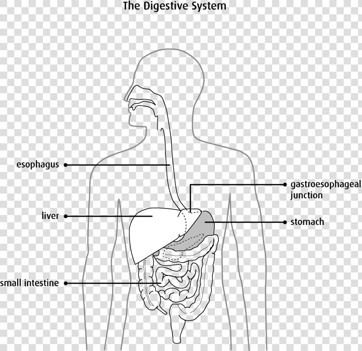 Anatomy And Physiology Esophagus  HD Png DownloadTransparent PNG