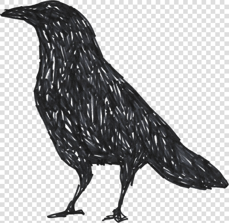 Collection Of Free Crow Drawing Unique Download On   Png Drawings Crow  Transparent PngTransparent PNG