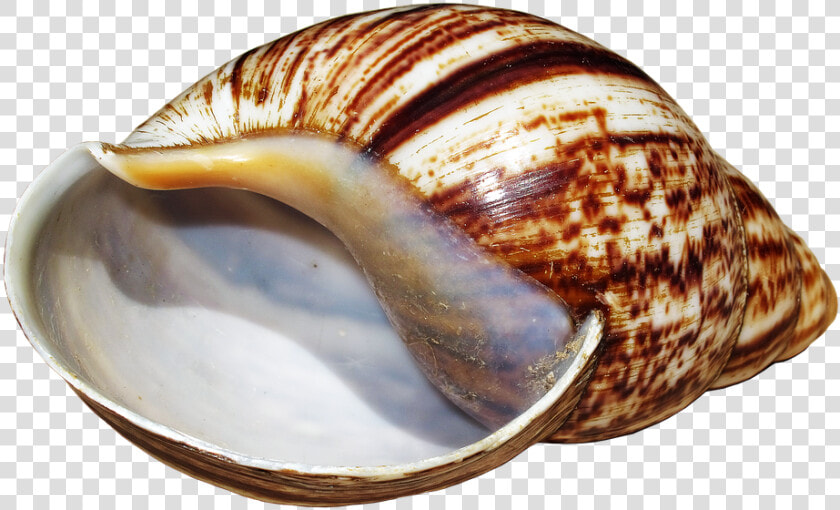 Shell  Snail  Achatina Fulica  Casing  Snail Shell   Caracoles Png  Transparent PngTransparent PNG