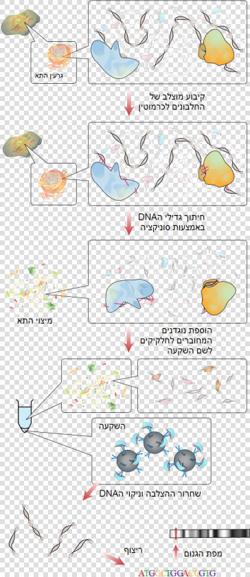 File   Chip   Immunoprecipitazione Della Cromatina  HD Png DownloadTransparent PNG