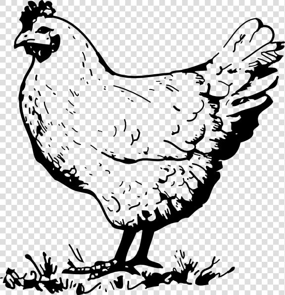 Hen Chicken Clip Art At Vector Clip Art Image   Black And White Chicken Clipart  HD Png DownloadTransparent PNG