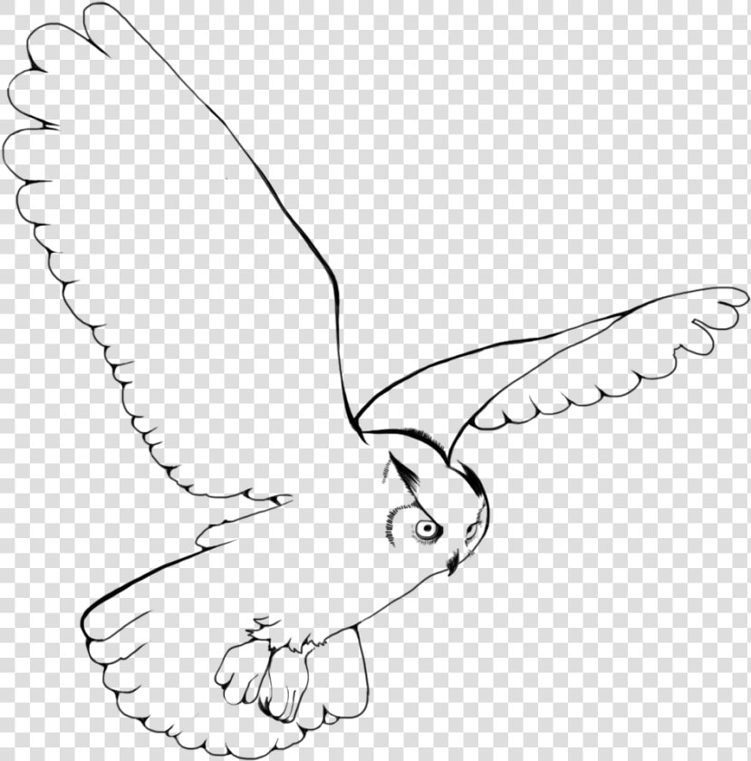 Snowy Owl Bird Drawing Clip Art   Snowy Owl Flying Drawing  HD Png DownloadTransparent PNG