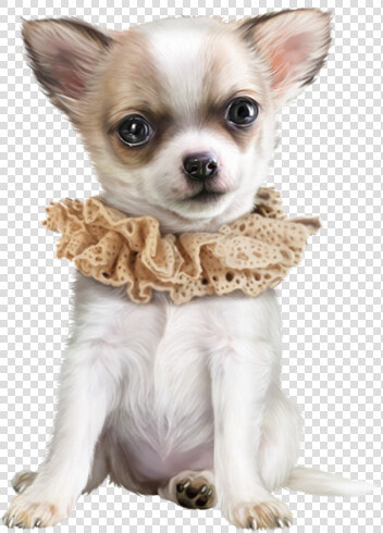 Chihuahua Dog Png  Transparent PngTransparent PNG