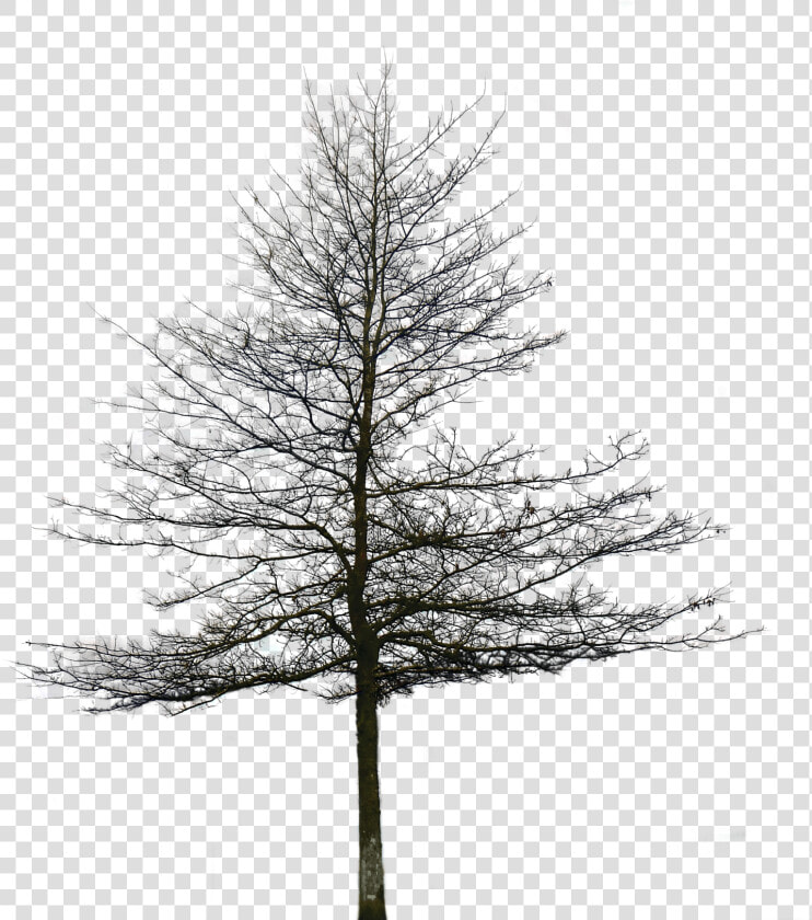 Transparent Oak Tree Clipart Black And White   Tree Without Leaves Png  Png DownloadTransparent PNG