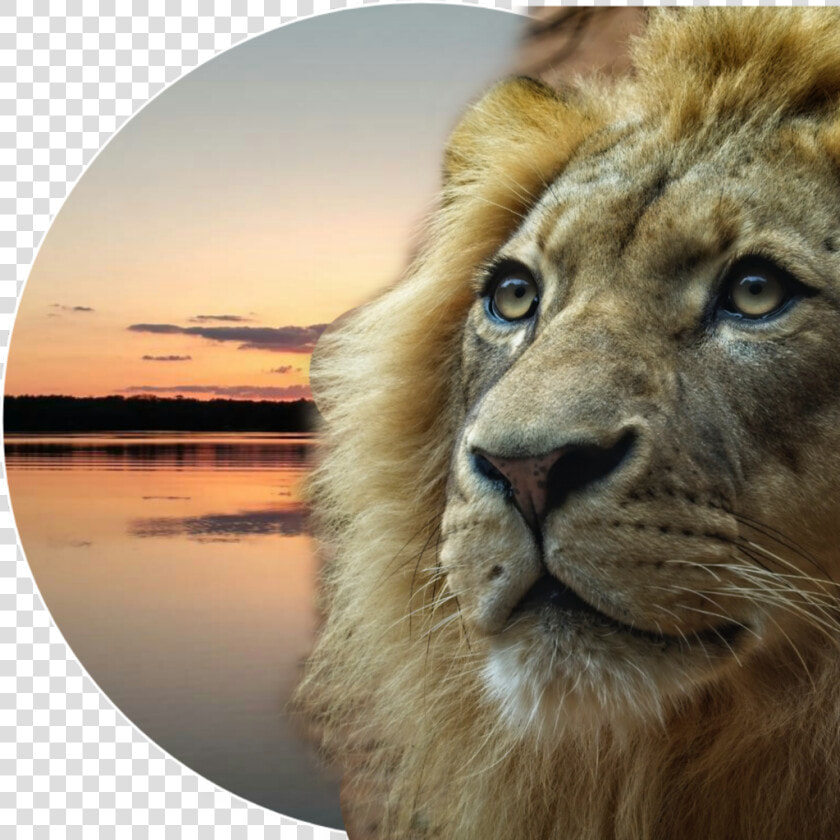  myedit  lion  lionface  kingofthejungle   Lion  HD Png DownloadTransparent PNG