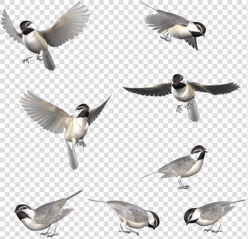 Transparent Chickadee Png   Flying Black Capped Chickadee  Png DownloadTransparent PNG