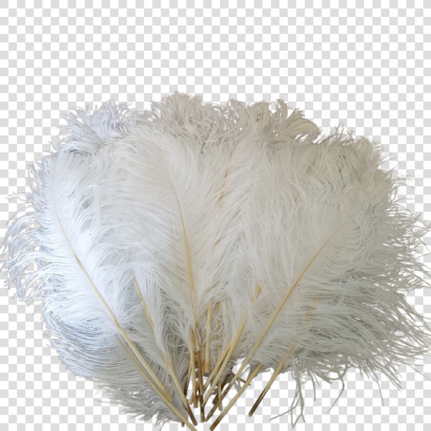 Drawing Feather Ostrich   Ostrich Feathers Png  Transparent PngTransparent PNG