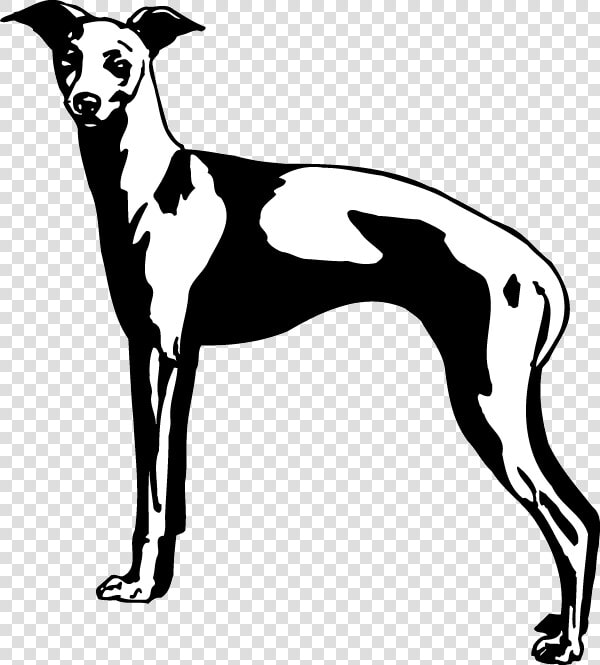 Decal Greyhound  HD Png DownloadTransparent PNG