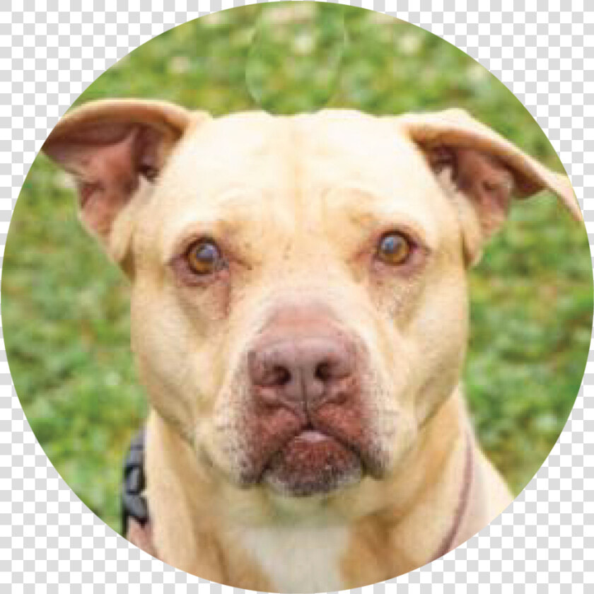 Princess 02   American Pit Bull Terrier  HD Png DownloadTransparent PNG