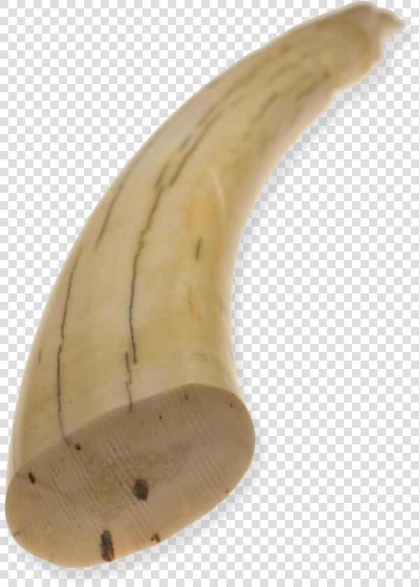 Horn wood ivory   Walrus Tusk Png  Transparent PngTransparent PNG