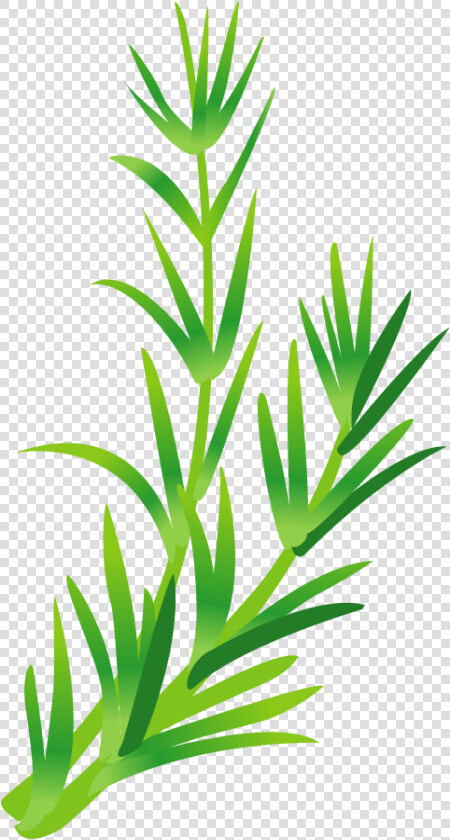 Leaf Vegetable Herb Green Leaves Transprent Png   Rosemary Leaves Vector Png  Transparent PngTransparent PNG