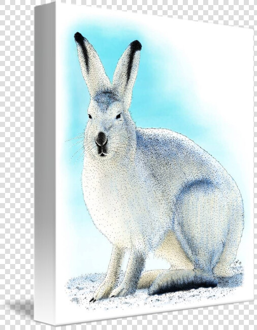 Hares Drawing Arctic Hare   Domestic Rabbit  HD Png DownloadTransparent PNG