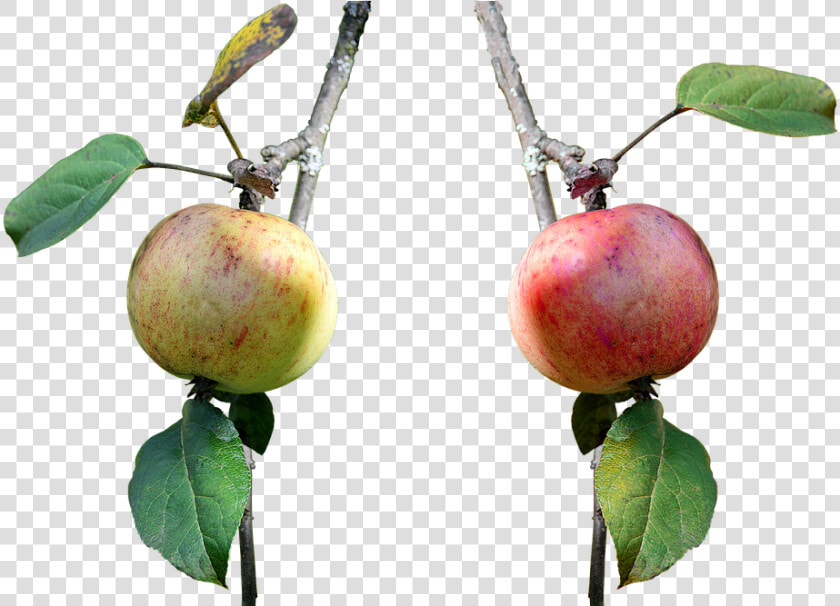 Apple  Branch  Fruit  Nature  Leaves  Red  Red Apple   Apple  HD Png DownloadTransparent PNG