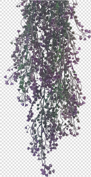 Wisteria  HD Png DownloadTransparent PNG