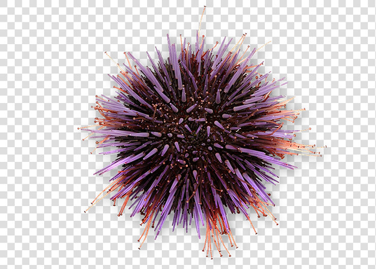 Sea Urchin  HD Png DownloadTransparent PNG